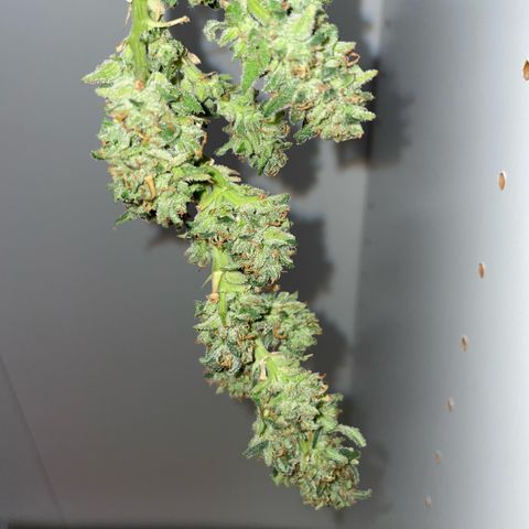 Do-si-dos (experimental) growlog timeline photo