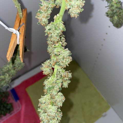 Do-si-dos (experimental) growlog timeline photo