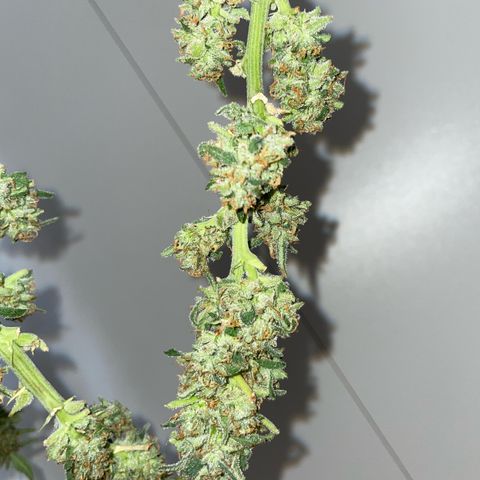 Do-si-dos (experimental) growlog timeline photo