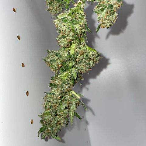 Do-si-dos (experimental) growlog timeline photo