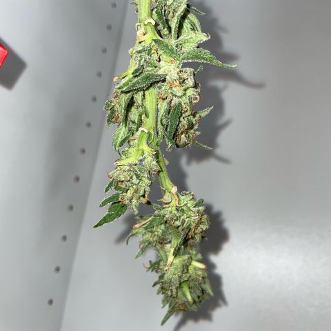 Do-si-dos (experimental) growlog timeline photo