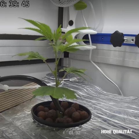 Bubba Kush growlog photo: 06:40