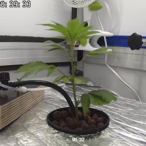 Bubba Kush growlog photo: 20:40
