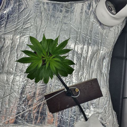 Bubba Kush growlog photo: Draufsicht
