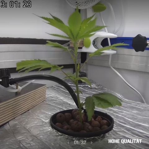 Bubba Kush growlog timeline photo