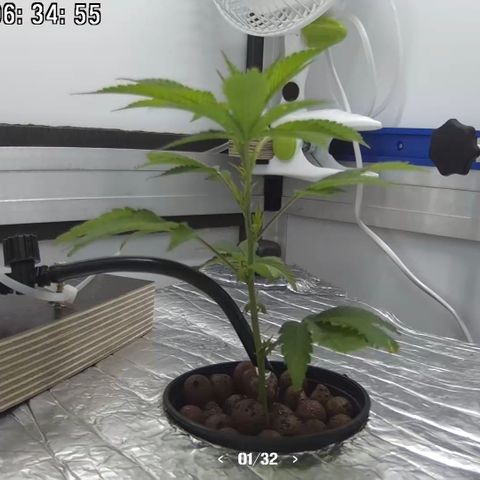 Bubba Kush growlog photo: 06:34