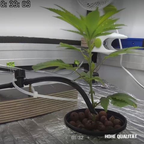 Bubba Kush growlog photo: 5.Tag