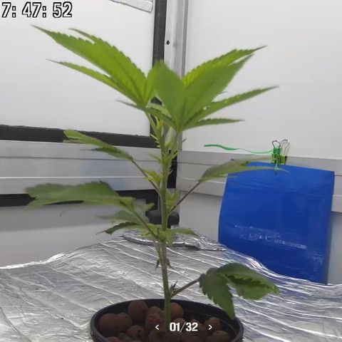 Bubba Kush growlog photo: 17:45
