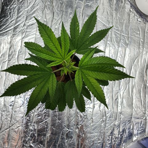 Bubba Kush growlog photo: 08:30