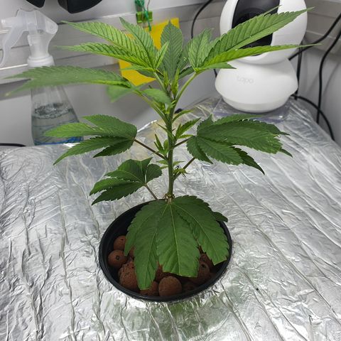 Bubba Kush growlog photo: 1 Tag nach dem toppen