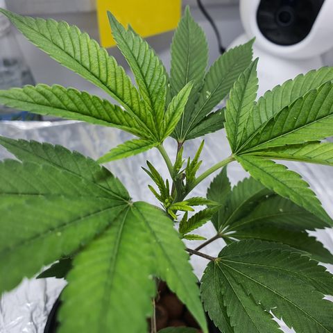 Bubba Kush growlog photo: 1 Tag nach dem toppen
