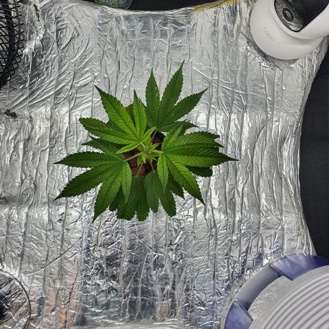 Bubba Kush growlog timeline photo