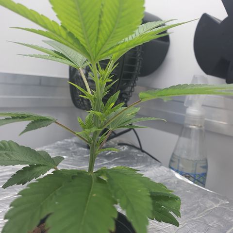 Bubba Kush growlog photo: 23:45