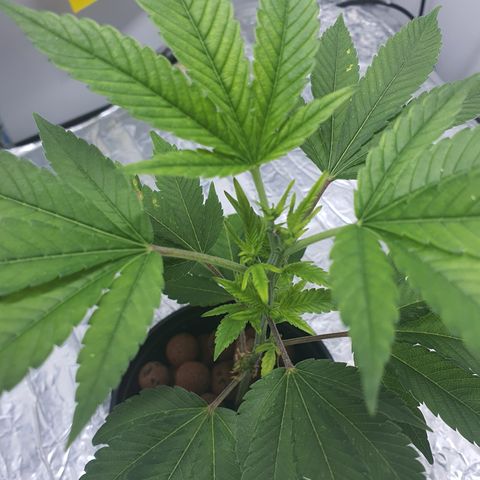 Bubba Kush growlog photo: 23:45