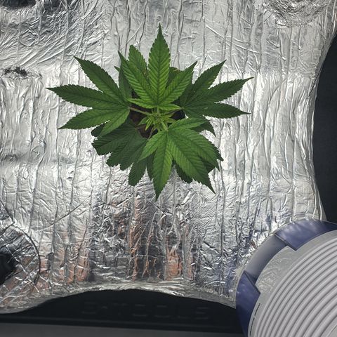 Bubba Kush growlog photo: 23:45