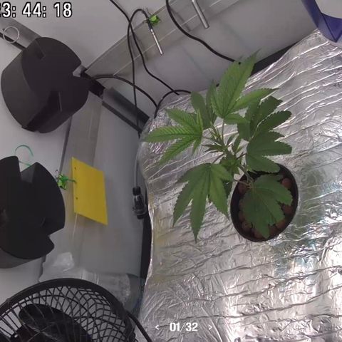 Bubba Kush growlog photo: 23:45