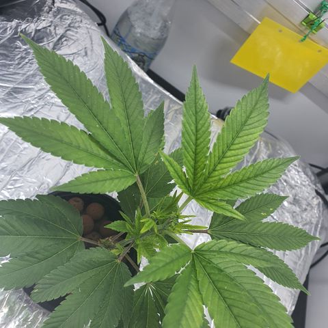 Bubba Kush growlog photo: 23:45