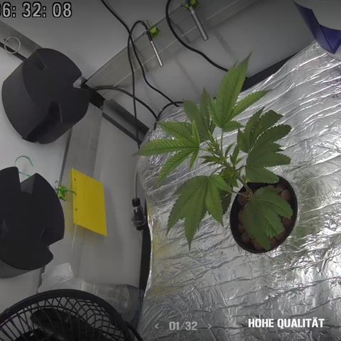 Bubba Kush growlog photo: 06:32
2 Tage nach Wasserwechsel wird das hellgrüne Sattgrün