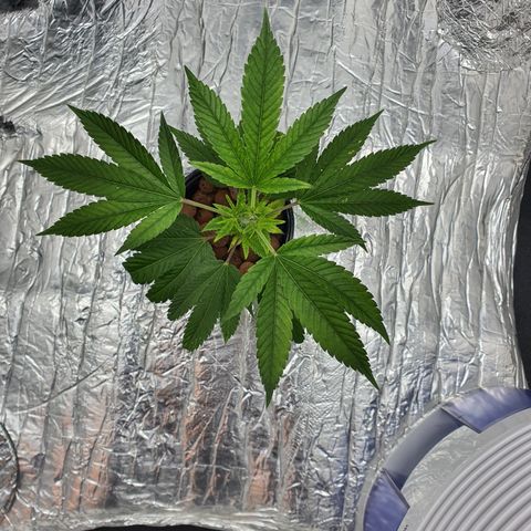 Bubba Kush growlog photo: 1400
