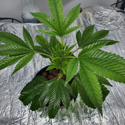 Bubba Kush growlog photo: 1400