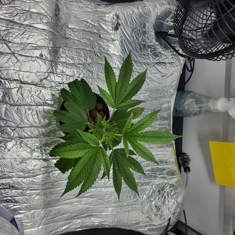 Bubba Kush growlog photo: 1400