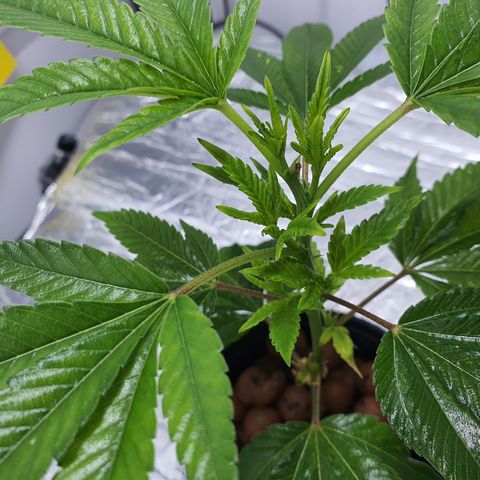 Bubba Kush growlog photo: 1400