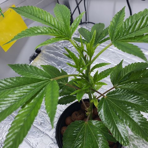 Bubba Kush growlog photo: 1400