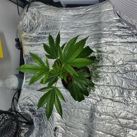 Bubba Kush growlog photo: 1400