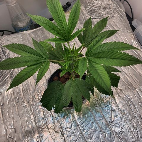 Bubba Kush growlog photo: 20:00