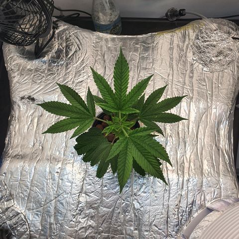 Bubba Kush growlog photo: 20:00