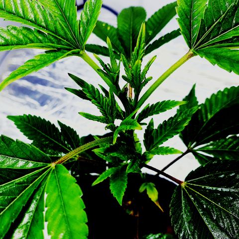 Bubba Kush growlog timeline photo