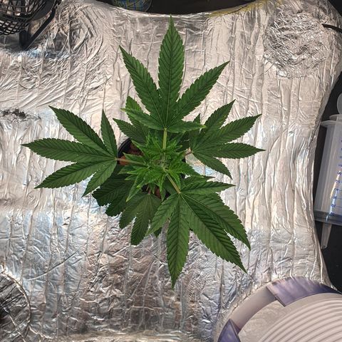 Bubba Kush growlog photo: 07:11