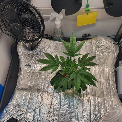 Bubba Kush growlog photo: 07:11