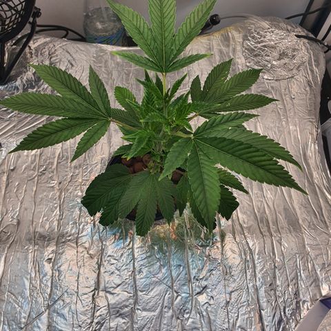 Bubba Kush growlog photo: 07:11