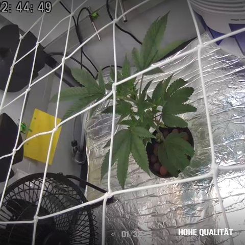 Bubba Kush growlog photo: Scrog installiert. Leichte Anzeichen von Verbrennungen an den Blattspitzen