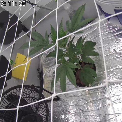 Bubba Kush growlog photo: 23:00