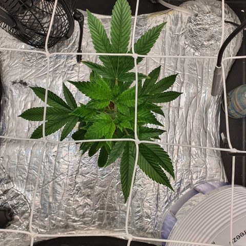 Bubba Kush growlog timeline photo