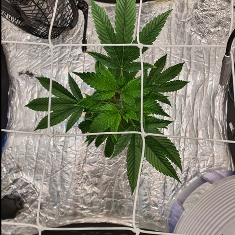 Bubba Kush growlog timeline photo