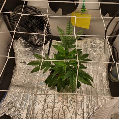 Bubba Kush growlog timeline photo