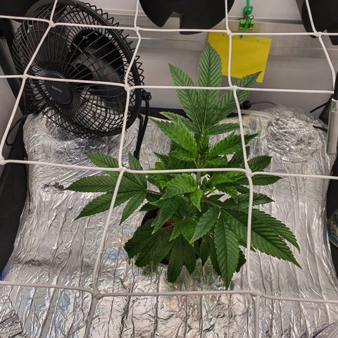 Bubba Kush growlog timeline photo