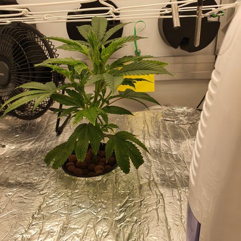 Bubba Kush growlog timeline photo