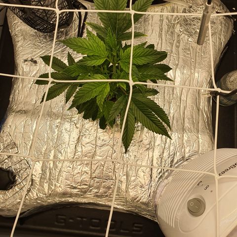 Bubba Kush growlog timeline photo