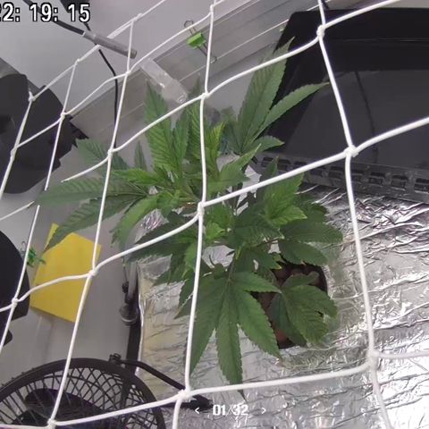 Bubba Kush growlog photo: 22:20