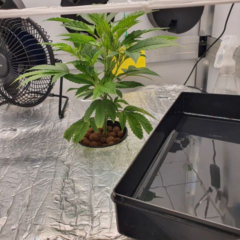 Bubba Kush growlog photo: 0800
Ph zu niedrig. EC perfekt