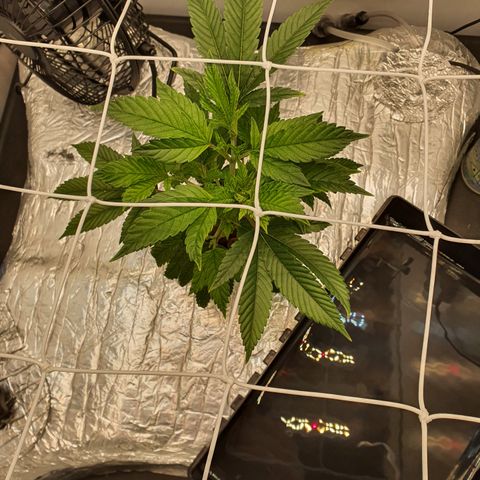 Bubba Kush growlog photo: 0800
Ph zu niedrig. EC perfekt