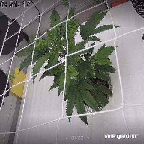 Bubba Kush growlog photo: 07:00