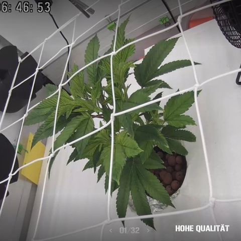 Bubba Kush growlog photo: 06:45