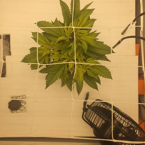 Bubba Kush growlog photo: 16:30
