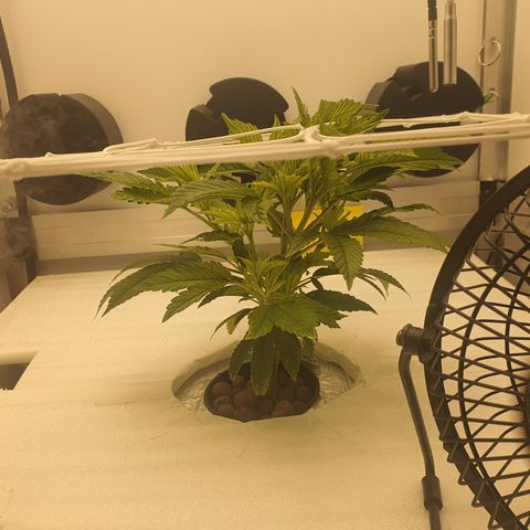 Bubba Kush growlog photo: 16:30