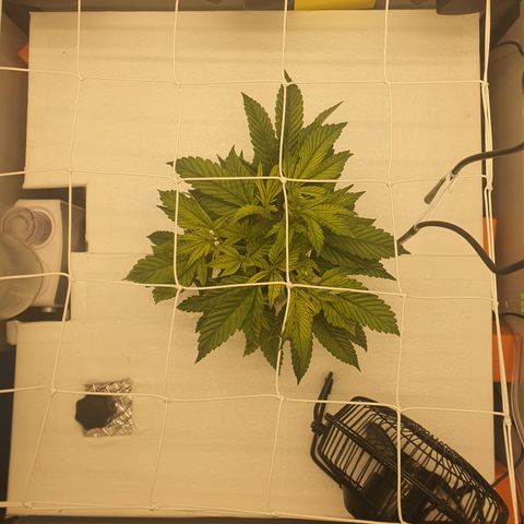Bubba Kush growlog photo: 16:30